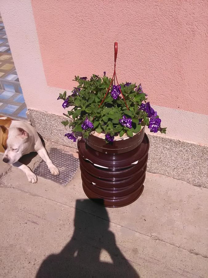 Milica Apartmani Врднік Екстер'єр фото